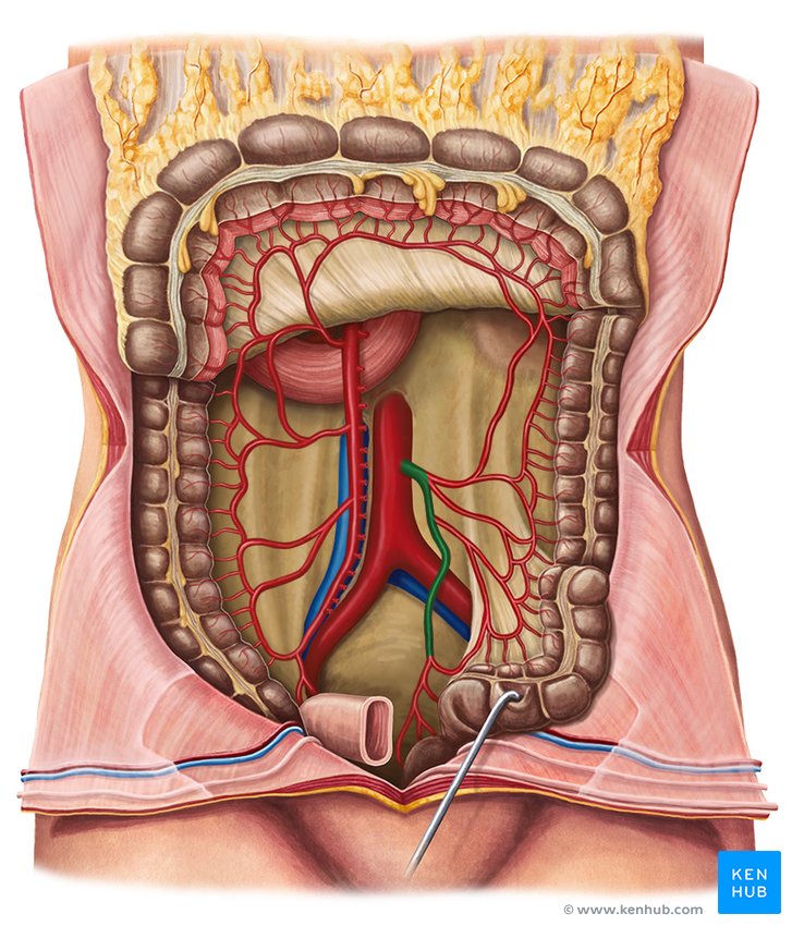 Inferior mesenteric artery Anatomy and function Kenhub