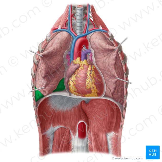 Lobus inferior pulmonis dextri (Unterlappen der rechten Lunge); Bild: Yousun Koh