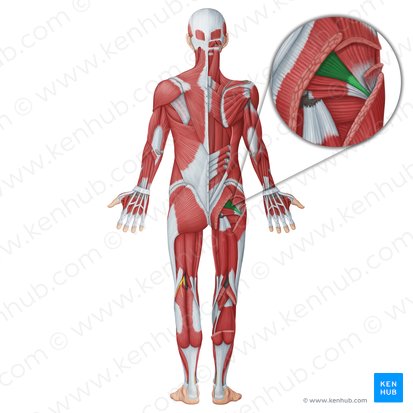 Piriformis muscle (Musculus piriformis); Image: Irina Münstermann