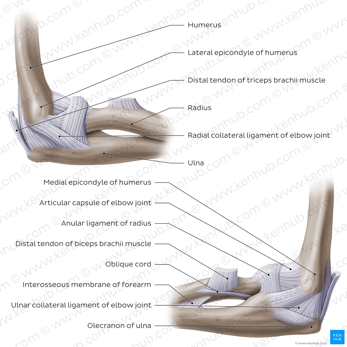 Anatomy Model Human Elbow Joint Anatomical Model Elbow Joint Anatomy Model