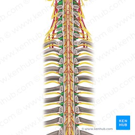 Spinal ganglia of spinal nerves (Ganglia spinalia nervorum spinalium); Image: Rebecca Betts