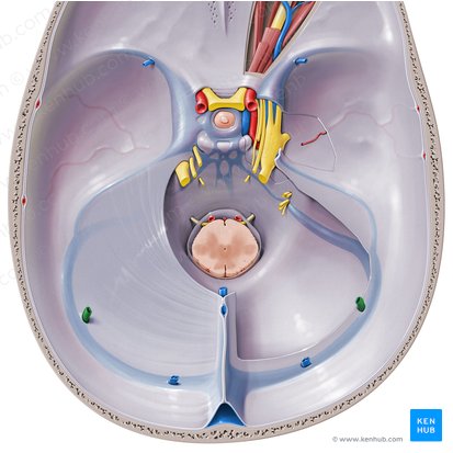 Inferior cerebral veins (Venae inferiores cerebri); Image: Paul Kim