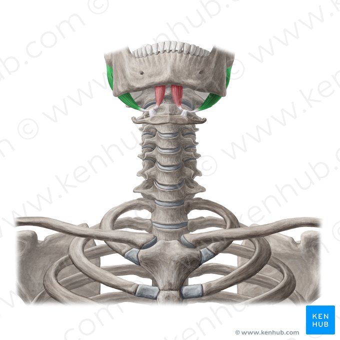 Vientre posterior del músculo digástrico (Venter posterior musculi digastrici); Imagen: Yousun Koh