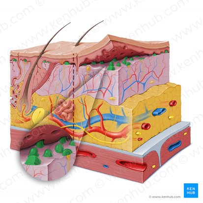Papila dérmica (Papilla dermis); Imagem: Paul Kim