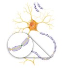 Nodes of Ranvier