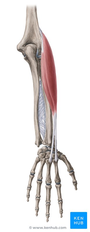 Extensor carpi radialis longus & brevis - dorsal view