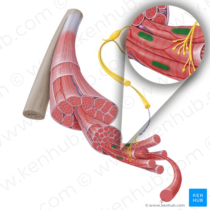 Núcleo de la fibra muscular esquelética (Nucleus fibrae muscularis skeletalis); Imagen: Paul Kim