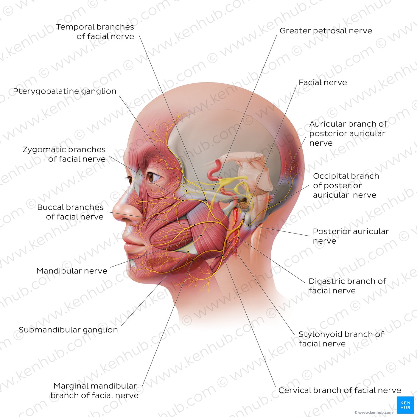 Facial nerve: extracranial branches