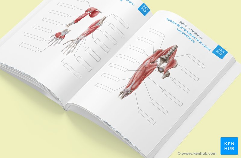 Schéma à compléter des muscles du corps