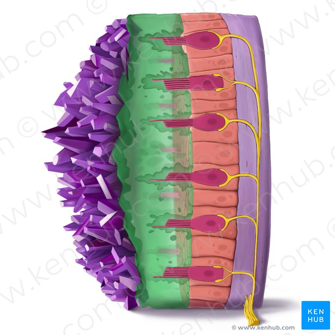Statoconial membrane (Membrana statoconiorum); Image: Tal Bavli Ziv