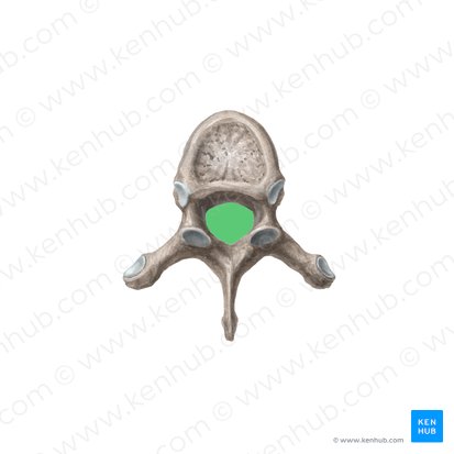 Vertebral foramen (Foramen vertebrale); Image: Liene Znotina