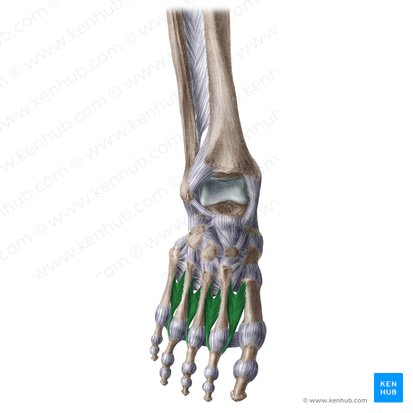 Músculos interósseos dorsais do pé (Musculi interossei dorsales pedis); Imagem: Liene Znotina