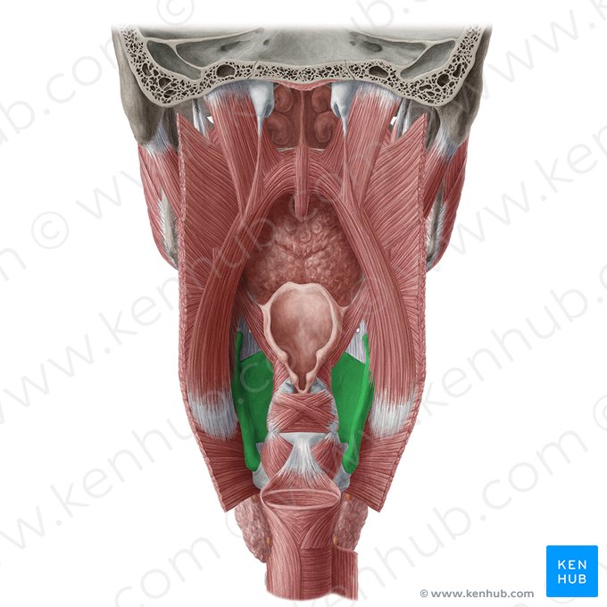 Thyroid cartilage (Cartilago thyroidea); Image: Yousun Koh