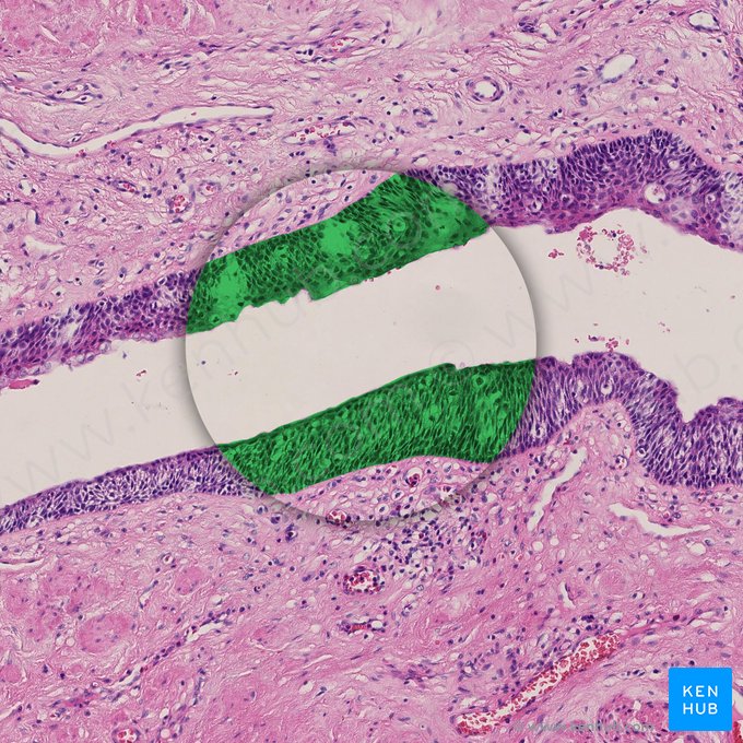 Stratified squamous epithelium (Epithelium stratificatum squamosum); Image: 