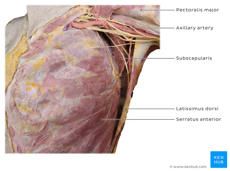 Subscapularis muscle - lateral view