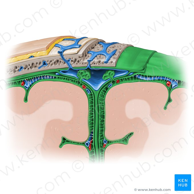 Meninges; Imagen: Paul Kim