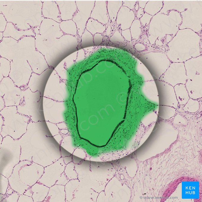 Bronquíolo terminal (Bronchiolus terminalis); Imagem: 