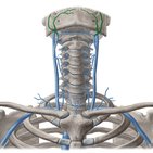 Facial vein