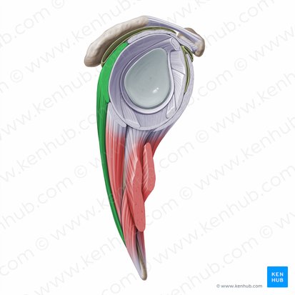 Músculo infraespinoso (Musculus infraspinatus); Imagen: Paul Kim