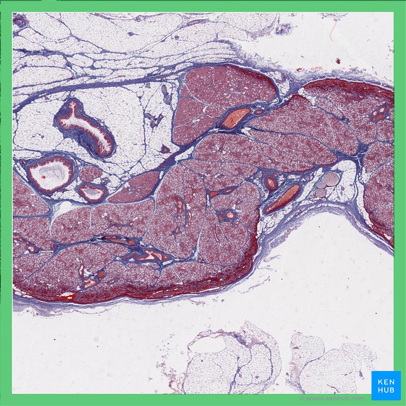 Sublingual gland - histological slide