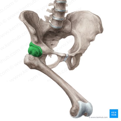 Articulación coxofemoral (Articulatio coxae); Imagen: Liene Znotina