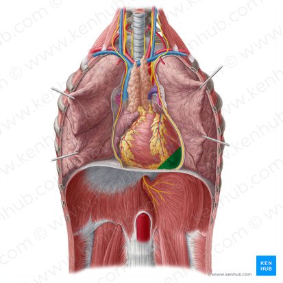 Apex of heart (Apex cordis); Image: Yousun Koh