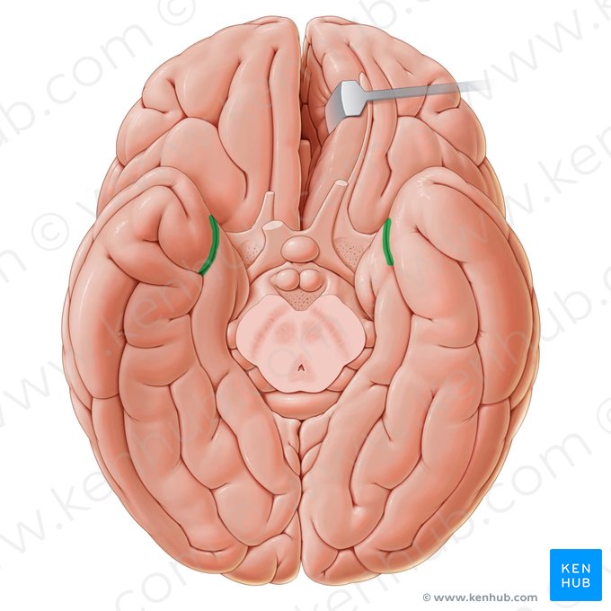 Sulco rinal (Sulcus rhinalis); Imagem: Paul Kim