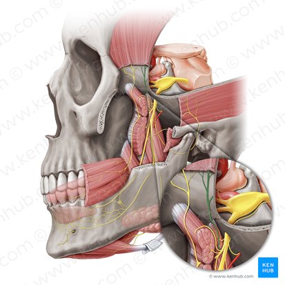 Nervo temporal profundo posterior (Nervus temporalis profundus posterior); Imagem: Paul Kim