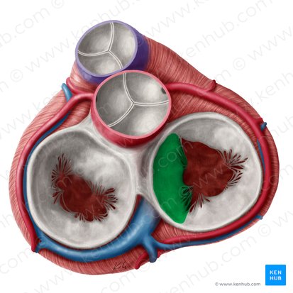 Septal leaflet of right atrioventricular valve (Cuspis septalis valvae atrioventricularis dextrae); Image: Yousun Koh