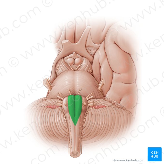 Pirámide bulbar (Pyramis medullae oblongatae); Imagen: Paul Kim