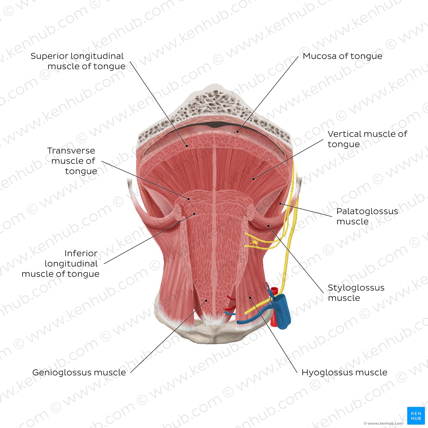 Tongue muscles (overview): coronal section