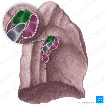 Artéria pulmonar esquerda (Arteria pulmonalis sinistra); Imagem: Yousun Koh