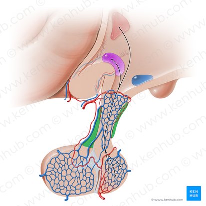 Porción tuberal de la hipófisis (Pars tuberalis hypophysis); Imagen: Paul Kim