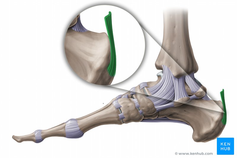 Achilles tendon - medial view