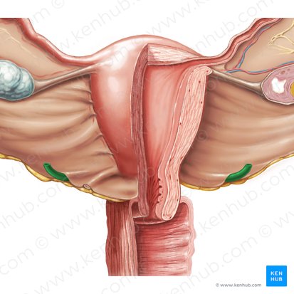 Ureter (Harnleiter); Bild: Samantha Zimmerman