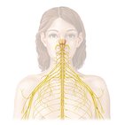 What is the nervous system?