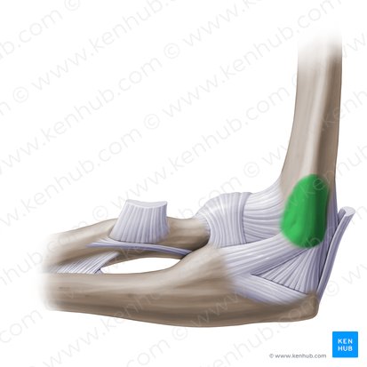 Medial epicondyle of humerus (Epicondylus medialis humeri); Image: Paul Kim