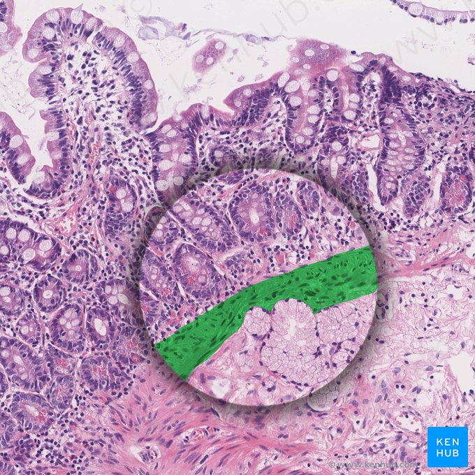 Lámina muscular de la mucosa (Lamina muscularis mucosae); Imagen: 