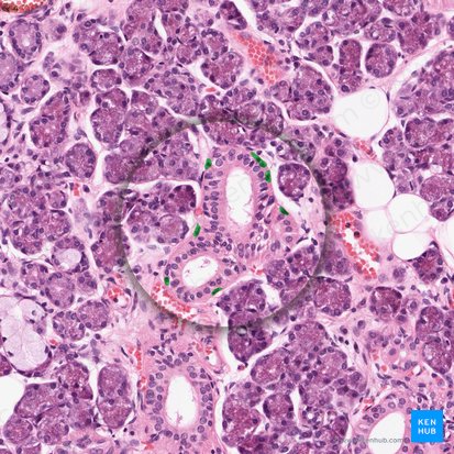 Myoepitheliocyti (Myoepitheliale Zellen); Bild: 