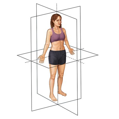 Noções básicas de anatomia humana
