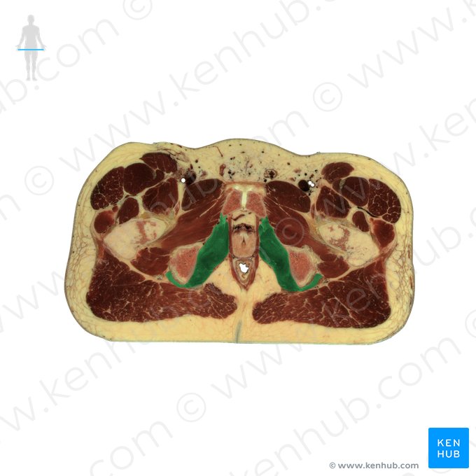 Musculus obturatorius internus (Innerer Hüftlochmuskel); Bild: National Library of Medicine