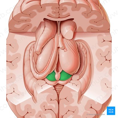 Superior colliculus (Colliculus superior); Image: Paul Kim