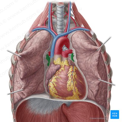 Pulmonary veins (Venae pulmonales); Image: Yousun Koh