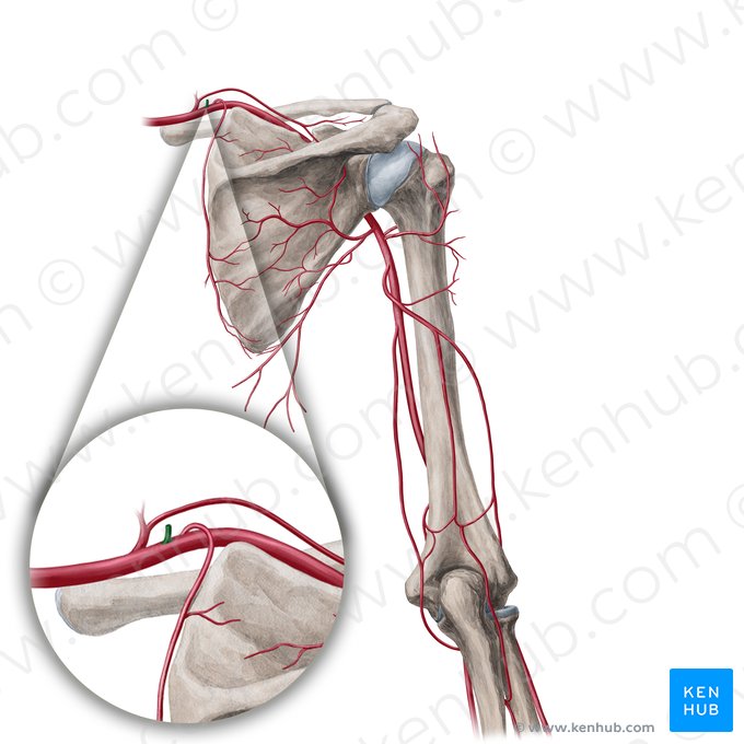 Tronco costocervical (Truncus costocervicalis); Imagem: Yousun Koh