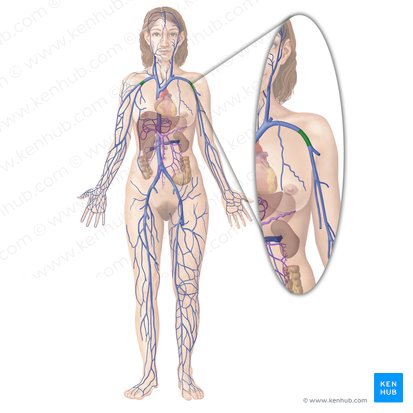 Vena axillaris (Achselvene); Bild: Begoña Rodriguez