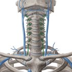 Vertebral vein