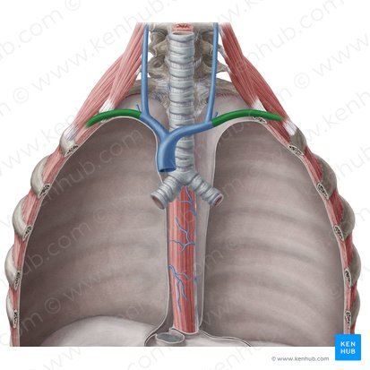 Vena subclavia; Imagen: Yousun Koh