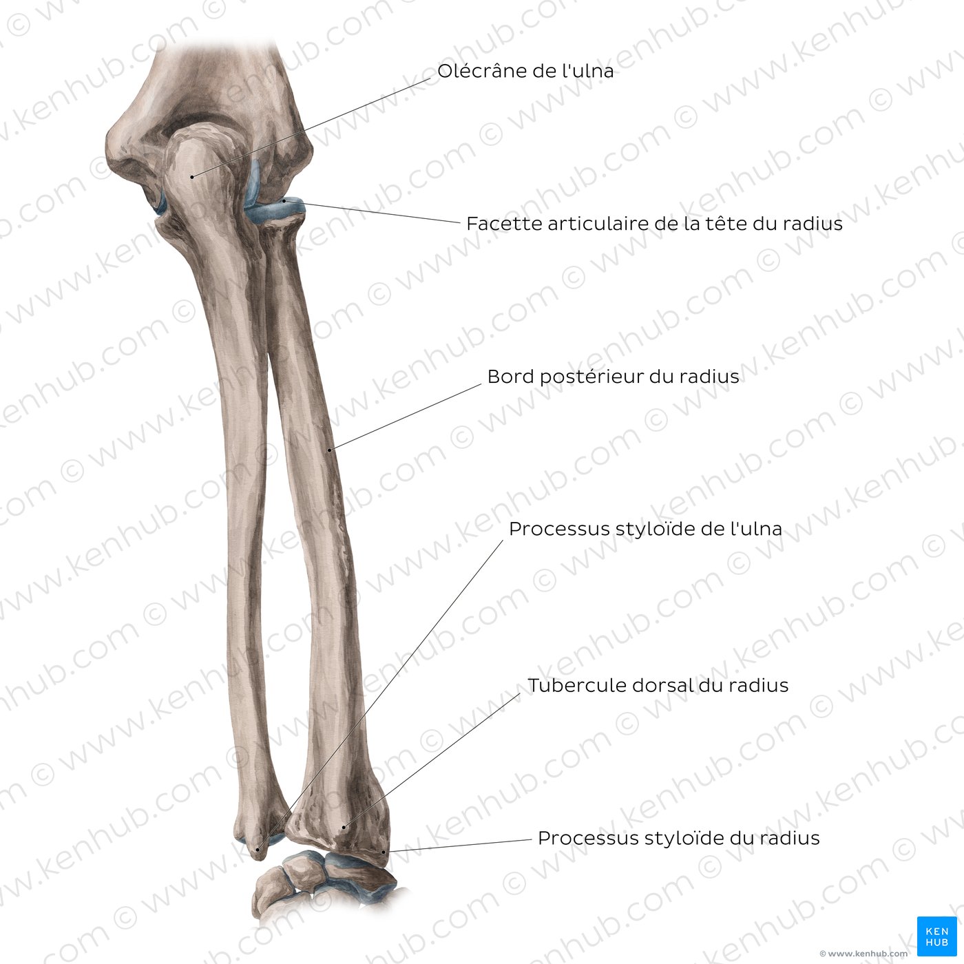 Radius et ulna (cubitus) fonction et anatomie Kenhub