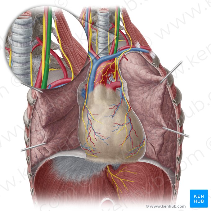 Vena jugularis interna sinistra (Linke innere Drosselvene); Bild: Yousun Koh