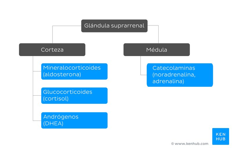Hormonas de la glándula suprarrenal.